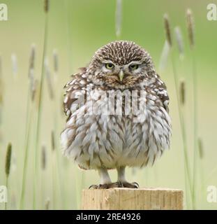 Kleine Eule Stockfoto