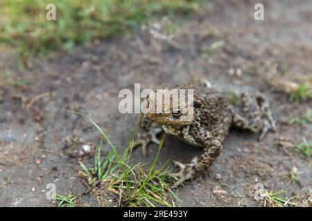 Die gewöhnliche Kröte oder europäische Kröte sitzt auf einem schmutzigen Boden, Frosch Nahaufnahme mit selektivem Fokus Stockfoto