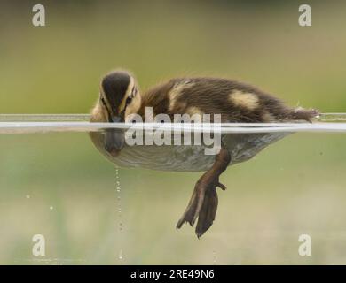 Entenküken im Wasser Stockfoto