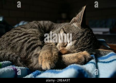 Das Kätzchen schläft auf einer weichen blauen Decke Stockfoto