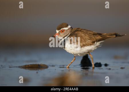 Dreibandregenpfeifer/Charadrius tricollaris steht im seichtem Wasser und hält ausschau nach Beute Stockfoto