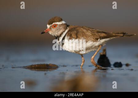 Dreibandregenpfeifer/Charadrius tricollaris steht im seichtem Wasser und hält ausschau nach Beute Stockfoto