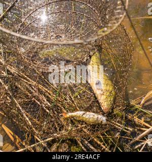 Foto mit Schleie im Fischernetz, Fischerfang, Sommerzeit Stockfoto