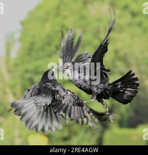 Rooks kämpfen im Flug über die Landschaft in Essex Stockfoto