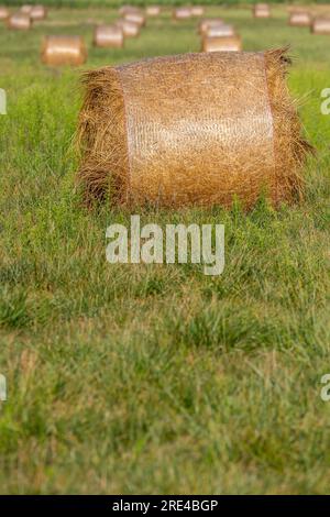 Heuballen trocknen in einem sonnigen Feld, Nahaufnahme des Hauptmotivs. Foto an einem sonnigen Tag nach der Grasernte Stockfoto