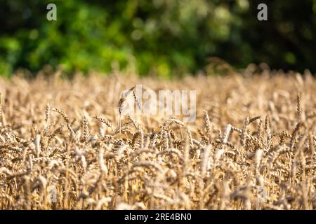 Nahaufnahme der goldenen Ohren des reifen Weizens, bereit für die Ernte. Verschwommene Baumlinie hinten. Foto an einem sonnigen Sommertag Stockfoto