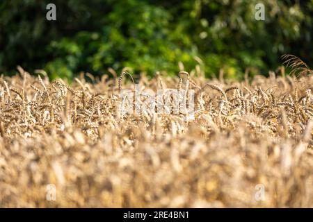 Nahaufnahme der goldenen Ohren des reifen Weizens, bereit für die Ernte. Verschwommene Baumlinie hinten. Foto an einem sonnigen Sommertag Stockfoto