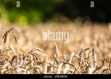 Nahaufnahme der goldenen Ohren des reifen Weizens, bereit für die Ernte. Verschwommene Baumlinie hinten. Foto an einem sonnigen Sommertag Stockfoto