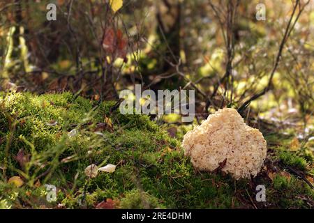 Ein wilder essbarer Pilz, Blumenkohl (Sparassis crispa), der im Wald wächst. Es hat eine gelblich cremige, wellige Oberfläche, die Lasagne-Nudeln ähnelt Stockfoto