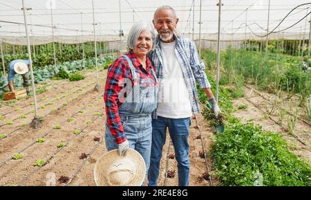 Ein glücklicher lateinischer Sänger lächelt vor der Kamera, während er in der Gewächshausplantage arbeitet und biologisches Gemüse sammelt - ländliche Lebensweise und Stockfoto