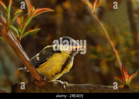 junger Kohlmeise sitzt auf einem Ast Stockfoto