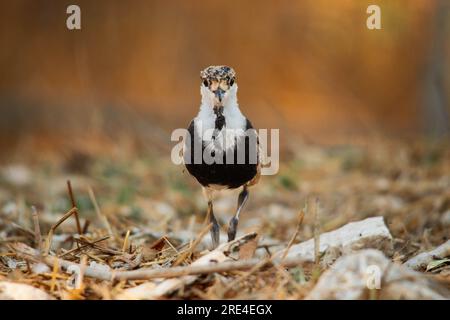 Junger Kiebitz läuft auf die Kamera zu Stockfoto