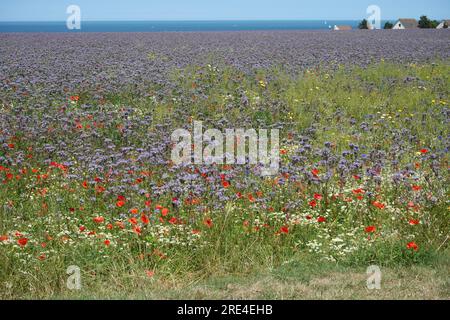 Field of Wild Flowers mit Mohn und Purple Borage in der Nähe von Ver-sur-Mer, Frankreich. Meer und Himmel in der Ferne. Stockfoto