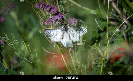 Isolierte Nahaufnahmen wunderschöne und detaillierte Bilder eines Schmetterlings an einem Sommertag in der Wildnis Armenien Stockfoto