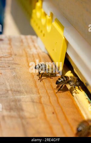 Die Biene belüftet die Luft im Bienenstock, indem sie mit den Flügeln am Landebrett flattert Stockfoto