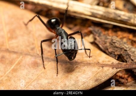 Zimmereisenameisen (Camponotus gibber) große endemische Ameise, die in vielen bewaldeten Teilen der Welt heimisch ist. In Madagaskar endemisch lebende Arten. Ambalavao, Madagas Stockfoto