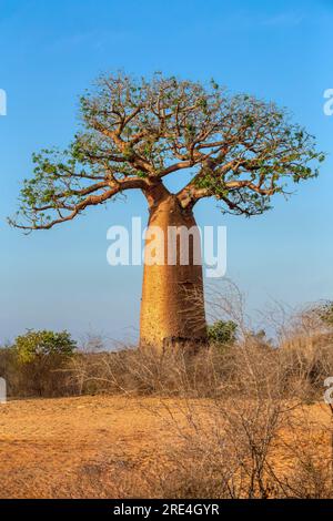 Hoch stehende Baobab-Bäume in Kivalo, Morondava. Ein spektakulärer Blick auf den endemischen majestätischen Baum vor dem morgendlichen blauen Himmel. Madagaskar-Wildnis pur Stockfoto