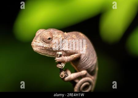 Madagassisches RiesenChamäleon oder Oustalet-Chamäleon (Furcifer oustaleti), Baby einer großen Art endemischen Chamäleons, Menabe Miandrivazo. Madagaskar ist wild Stockfoto