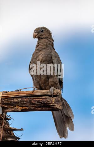 Einheimischer Vogel mit kleinem vasa-Papagei (Coracopsis nigra) auf einem Ast, Nationalpark Bekopaka Tsingy de Bemaraha, Wildnis Madagaskar Stockfoto