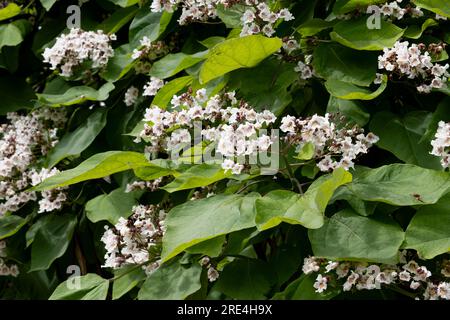Indischer Bohnenbaum in Blume, GB (Catalpa bignonioides) Stockfoto
