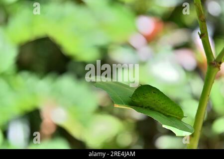 Eine grüne Raupe, auch bekannt als die geschwungene Green Jay Raupe (Graphium Agamemnon), befindet sich auf einem Blatt Stockfoto