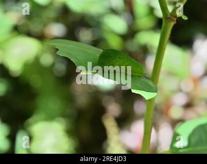 Nahaufnahme einer Raupe mit grünem Dreieck (Graphium Agamemnon), die auf der Oberfläche eines halb gefressenen grünen Blatts sitzt Stockfoto
