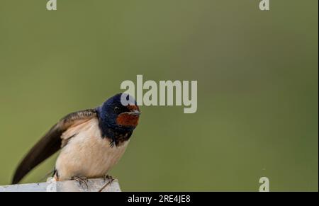 Isolierte Nahaufnahme eines wunderschönen, reifen Scheunen-Schwalbenvogels, der im Regen sitzt - Armenien Stockfoto