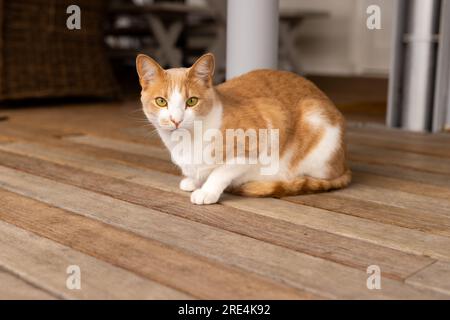 Nahaufnahme einer rothaarigen Katze, die auf Holzboden sitzt Stockfoto