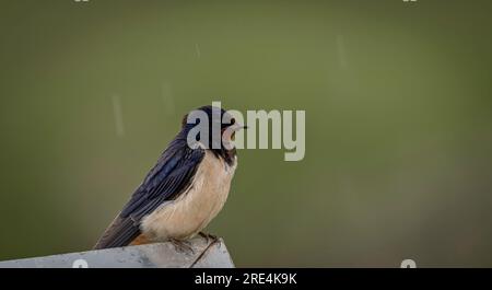 Isolierte Nahaufnahme eines wunderschönen, reifen Scheunen-Schwalbenvogels, der im Regen sitzt - Armenien Stockfoto