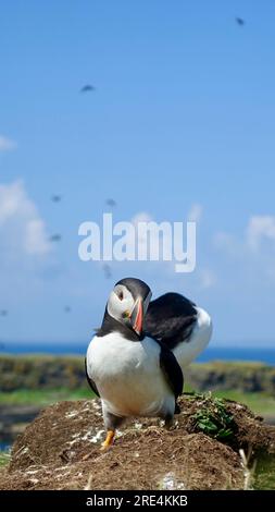 Papageientaucher in Schottland auf der Insel Lunga Stockfoto