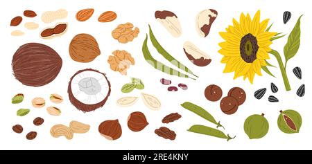 Nüsse, Samen und Bohnen. Mandel-, Erdnuss-, Cashew- und Walnussvektorset. Macadamia, Pistazien, Haselnuss und Kokosnuss, rohe Sonnenblumen- und Kürbiskerne, paranüsse, grüne Bohnen, Erbsen und Kaffee Stock Vektor