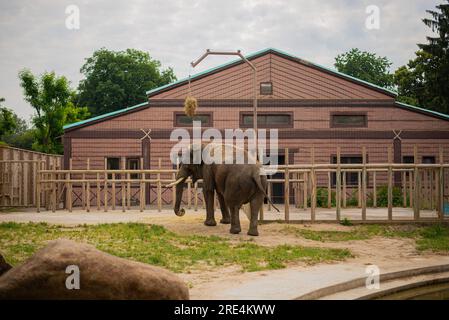 Ein riesiger erwachsener afrikanischer Elefant, der in einem Zoo vor einer Steinmauer spaziert. Stockfoto