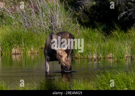 Elchkuh und Kalb am Jefferson Lake Colorado Stockfoto