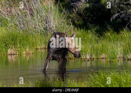 Elchkuh und Kalb am Jefferson Lake Colorado Stockfoto