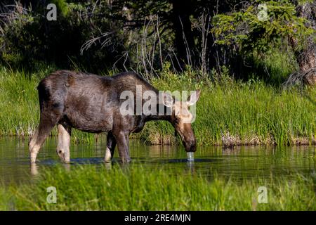 Elchkuh und Kalb am Jefferson Lake Colorado Stockfoto