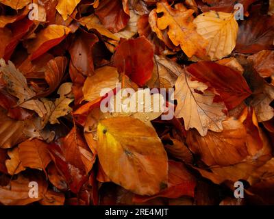 Braune und orangefarbene Blätter im Herbst Stockfoto