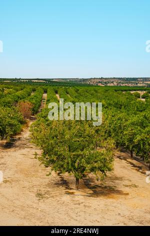 Blick auf einen Obstgarten mit Mandelbäumen in Seros, in der Provinz Lleida in Katalonien, Spanien, an einem sonnigen Sommertag Stockfoto