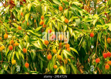 Litschis hängen am Baum Stockfoto