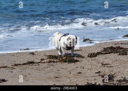 Polzeath, Cornwall, Großbritannien. 25. Juli 2023 Wetter in Großbritannien. Mit einer Meeresbrise und einer Temperatur von 21 Grad C war es heute ein angenehmer Nachmittag an einem geschäftigen Strand in Polzunder in North Cornwall. Credit Simon Mayock / Alamy Live News. Stockfoto