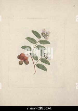 Capparis tomentosa Lam. (Kaper): Fertige Zeichnung von Blüten und fruchtbaren Shots von Luigi Balugani Stockfoto