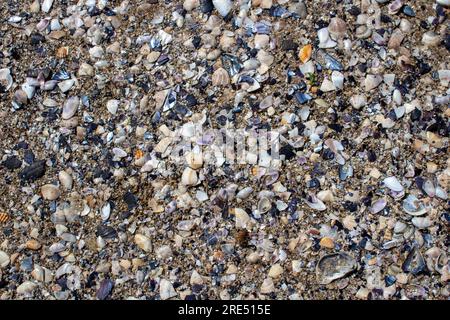 Muscheln und Kiesel an der Strandstruktur Stockfoto