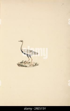 Lissotis hartlaubii (Hartbutts Bustard) von Luigi Balugani Stockfoto