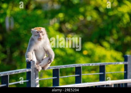 Ein Langschwanzmakak befindet sich auf der Ballustrade des Sunrise Gateway über dem Serangoon Reservoir, Singapur Stockfoto