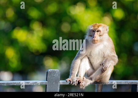 Ein Langschwanzmakak befindet sich auf der Ballustrade des Sunrise Gateway über dem Serangoon Reservoir, Singapur Stockfoto