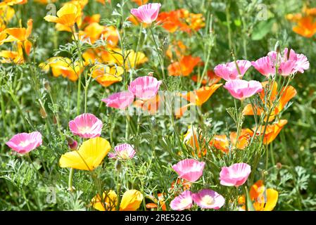 Mehrfarbige Aschsholtsia-Blüten im Grünen des Sommergartens. Blumenmuster. Modernes Design. Stockfoto