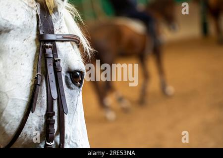 White Race Horse in the Scheune, Pferdeaugen-Einheit Stockfoto