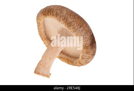 Shiitake Pilze auf weißem Hintergrund Stockfoto