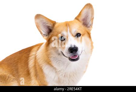 Lächelnder Maulkorb von pembroke welsh Corgi Nahaufnahme Stockfoto
