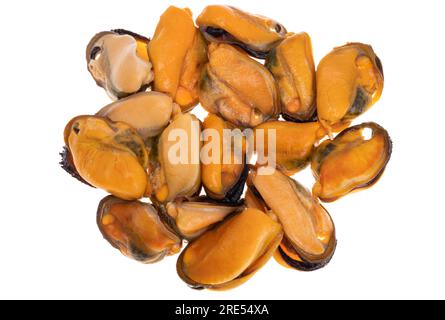 Muscheln, die isoliert auf weißem Hintergrund Stockfoto