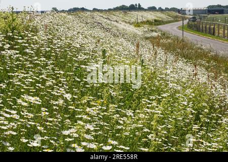 OX-Eye Daisies (Leucanthemum vulgare) Wildblumen, die am Flussufer am Straßenrand wachsen. Shoreham in West Sussex, England. Stockfoto